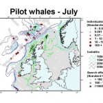 Long-finned Pilot Whale - July