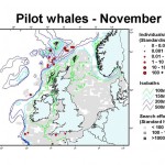 Long-finned Pilot Whale - November