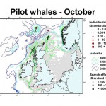 Long-finned Pilot Whale - October