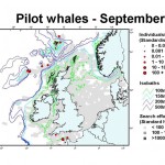 Long-finned Pilot Whale - September
