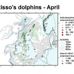 Risso's Dolphin - April