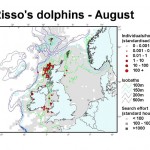 Risso's Dolphin - August