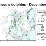 Risso's Dolphin - December