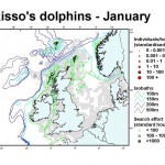 Risso's Dolphin - January