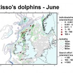 Risso's Dolphin - June