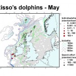 Risso's Dolphin - May