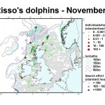 Risso's Dolphin - November