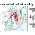 White-beaked Dolphin - July