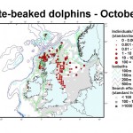 White-beaked Dolphin - October