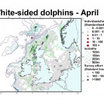 Atlantic White-sided Dolphin - April