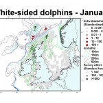 Atlantic White-sided Dolphin - January