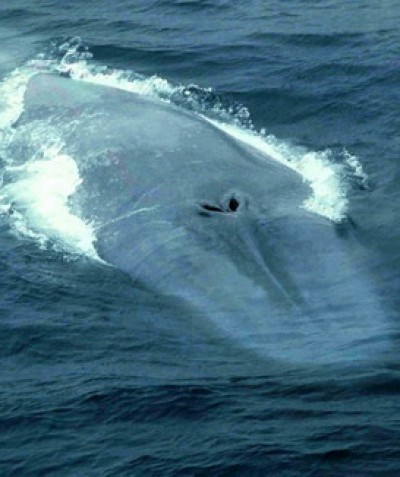 Blue Whale taken by Alex Aguilar in the Bay of Biscay