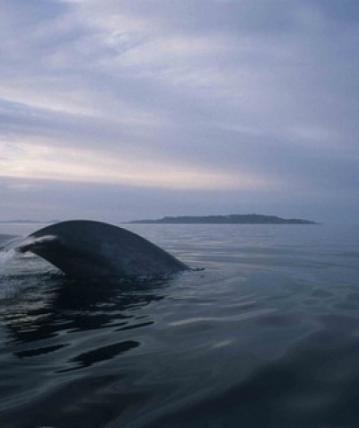 Blue Whale taken by Christopher Swann, in the Sea of Cortez