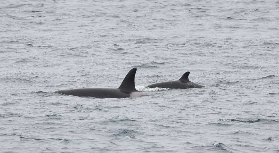 Orcas sighted off Duncansby Head in the Pentland Firth. Copyright: Steve Truluck.