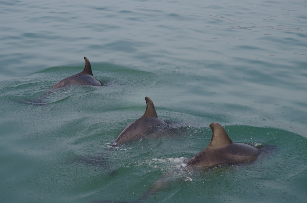 Bottlenose dolphins spotted during a boat survey. Isabel Griffiths/ Sea Watch Foundation