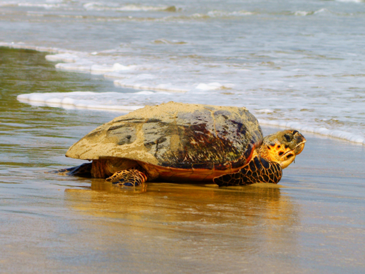 Hawksbill turtle heading to the ocean. Photo Credit: IUCN/© Giancarlo Lalsingh