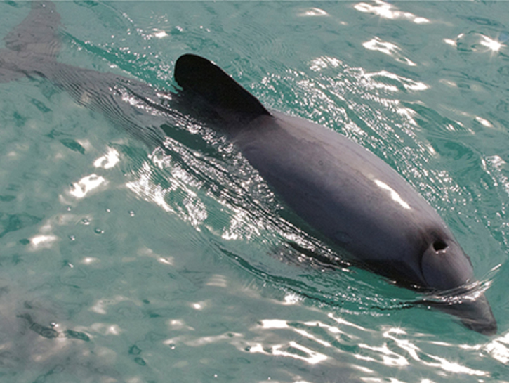 Hectors dolphin (dolphin species are always close to our hearts!)  Photo credit: IUCN/ © Steve Attwood