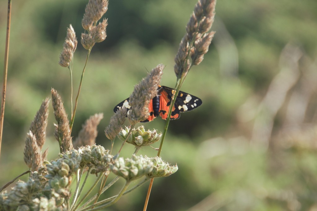 Butterfly spotted in West Wales/ Josh Pedley