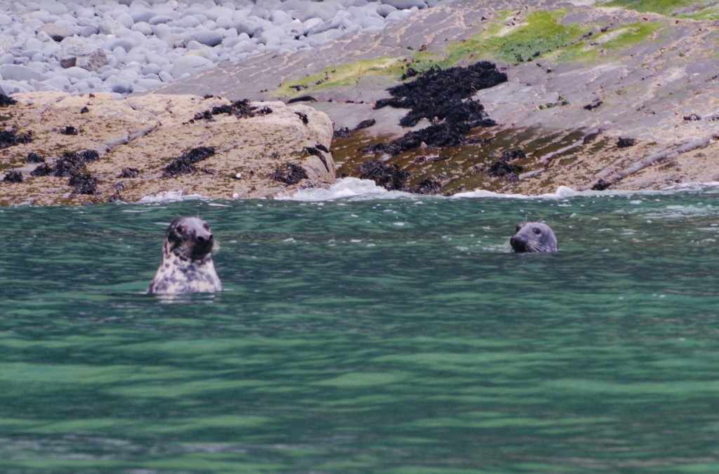 Atlantic grey seals sighted on a trip with Dolphin Spotting Boating Trips / Isabel Griffiths and Sea Watch Foundation