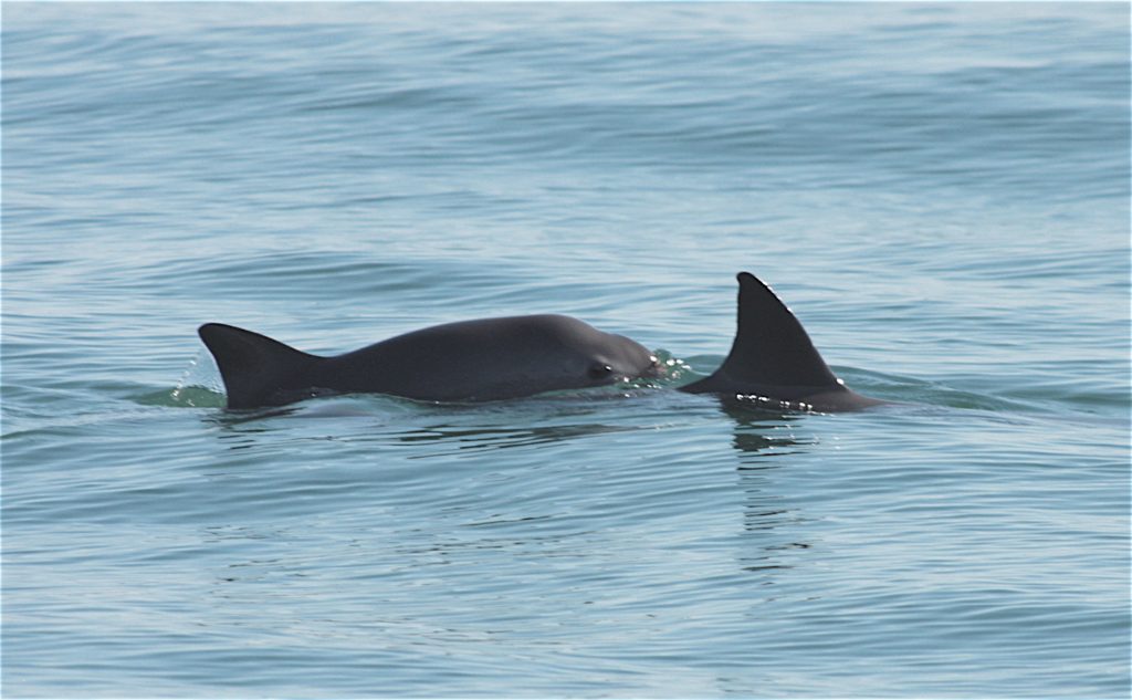 Vaquitas/ Whale and Dolphin Conservation (WDC) https://us.whales.org/whales-dolphins/species-guide/vaquita