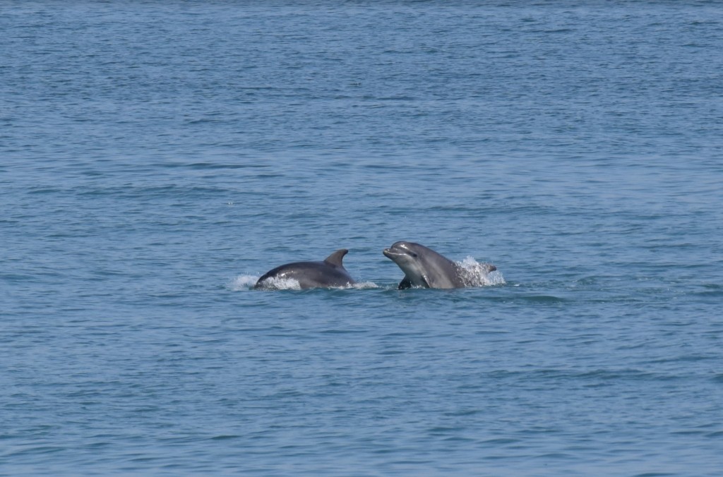 Bottlenose dolphins spotted from New Quay pier/ Josh Pedley @mywildlifeposts and Sea Watch Foundation