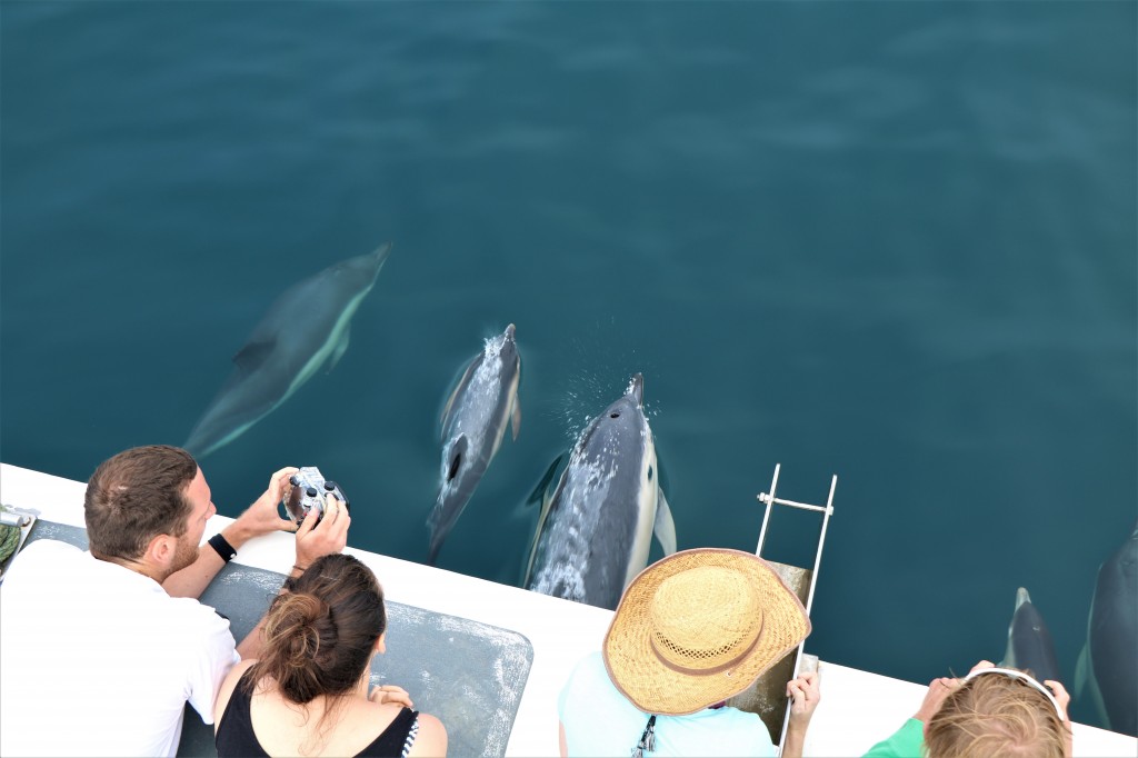 Volunteer Sea-Watchers dolphin watching off Newquay, Cornwall on August 3rd, 2018, during last year’s NWDW event . Photo credit: Newquay Seasafaris and Fishing. 