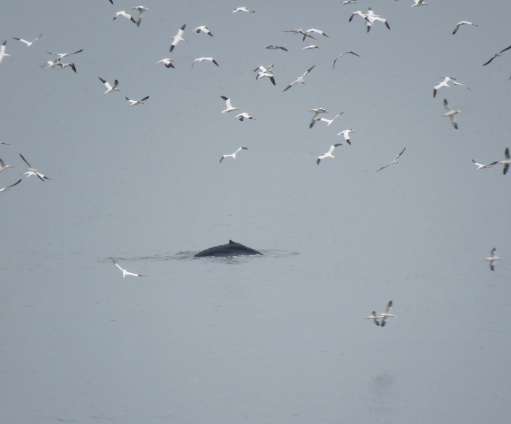 Humpback whale photographed at RSPB Bempton Cliffs reserve, Yorkshire, on July 30th, 2018, during last year’s NWDW event . Photo credit: Jo Symon. 