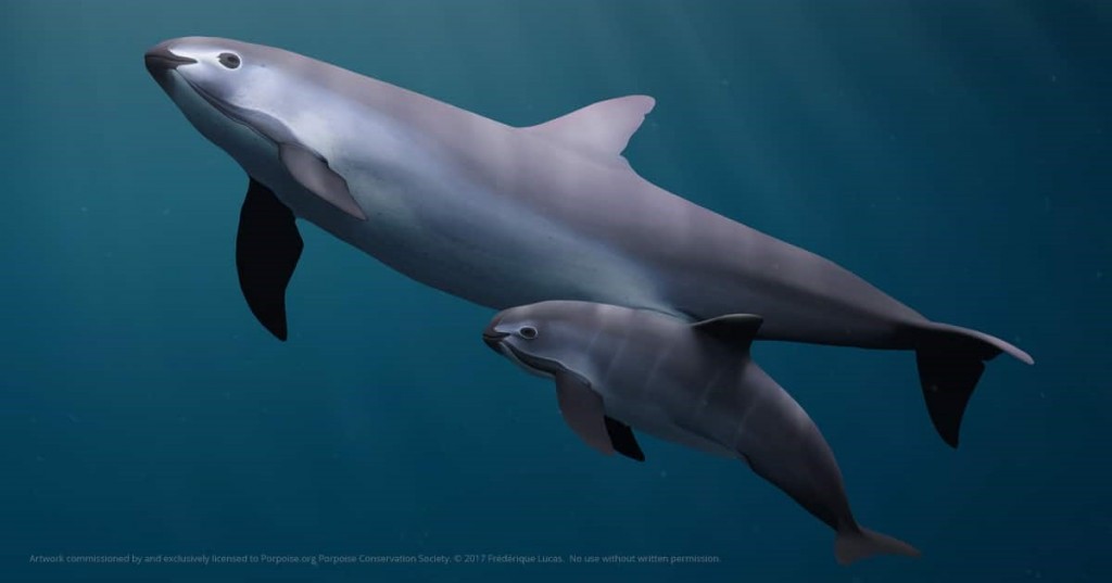 Vaquita and calf / Porpoise Conservation Society