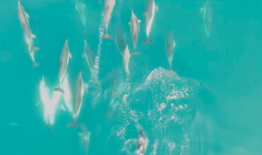 Common dolphins swim belly to belly