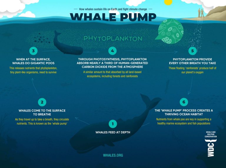 Sea Watch Foundation » Saving the one poop at a time