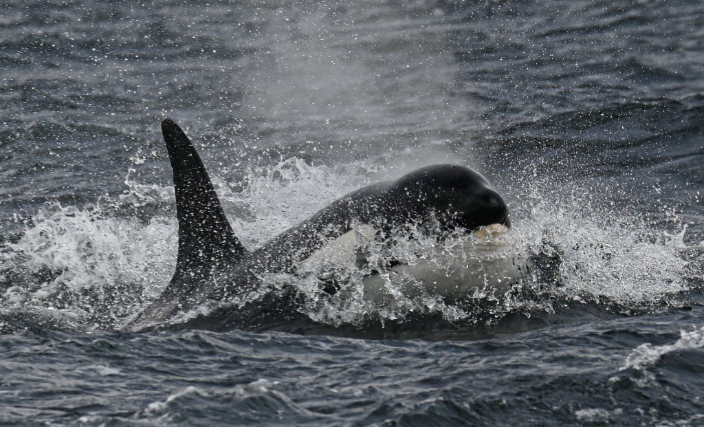 A 12s Group orca photgraphed by Ryan Nisbet on 31/5/21