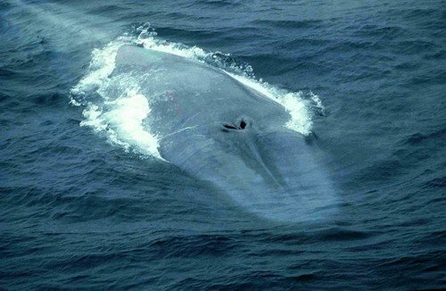 image bw_aaguilar1-jpg