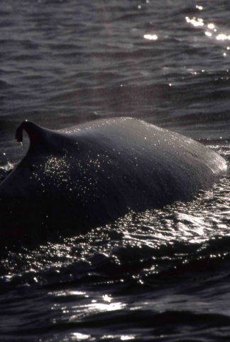 image bw_asummerhays1-jpg