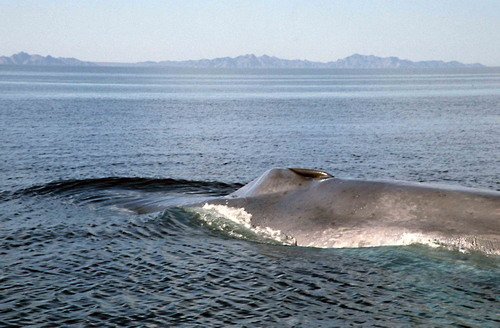 image bw_cswann19-jpg