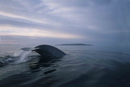 image bw_cswann21-jpg