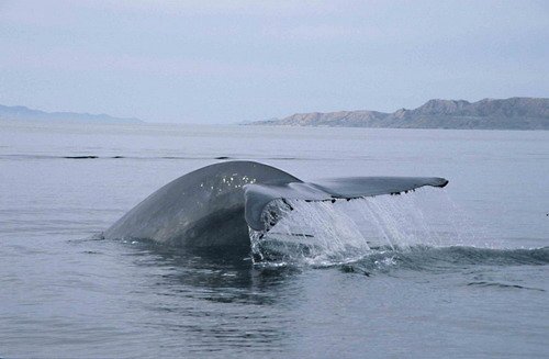 image bw_cswann23-jpg