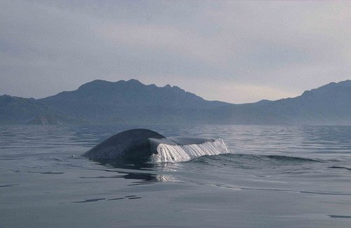 image bw_cswann26-jpg