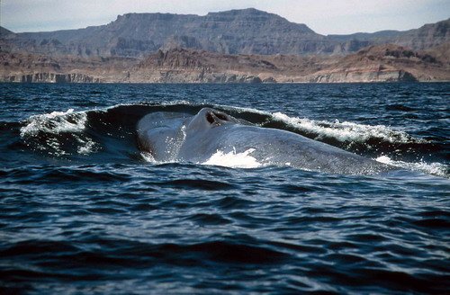 image bw_cswann28-jpg