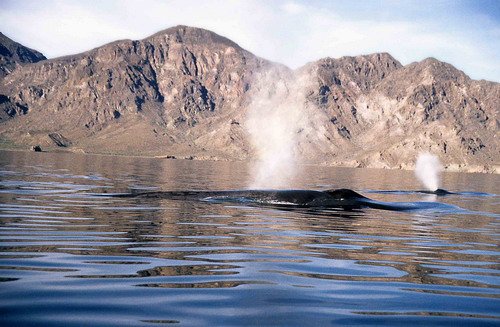 image bw_cswann31-jpg