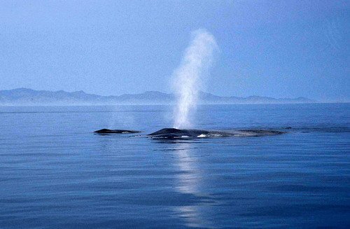 image bw_cswann46-jpg