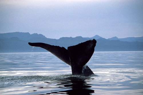 image bw_cswann47-jpg