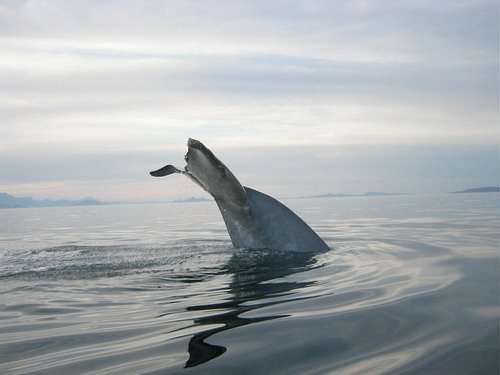 image bw_kreynolds2-jpg