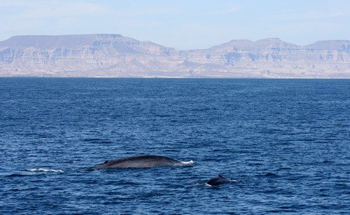 image bw_panderwald3217a-jpg