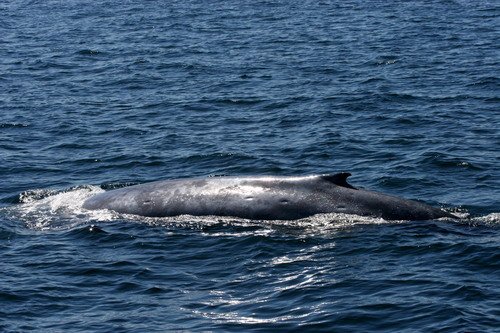 image bw_panderwald3240a-jpg