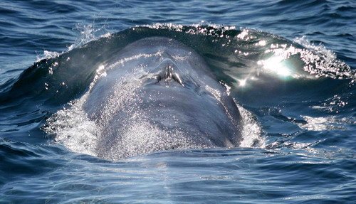 image bw_pghevans5821-jpg