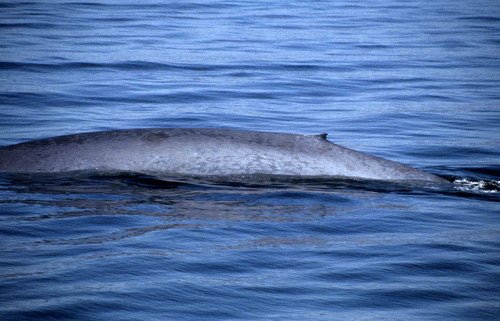 image bw_rwbaird2-jpg