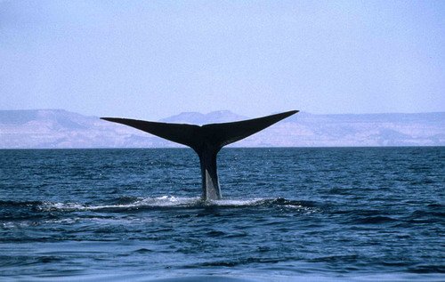 image bw_rwbaird3-jpg