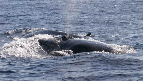 image brw_bbrederlau1-jpg