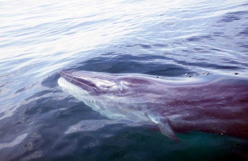 image brw_cswann10-jpg