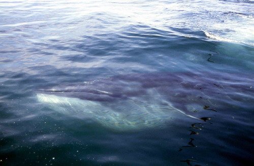 image brw_cswann3-jpg